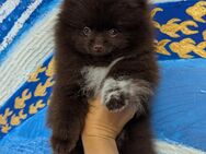 Choco Boy Zwergspitz/Pomeranian - Bad Rappenau