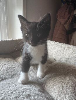 Maine coon Mix Katze - Salzgitter