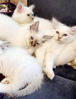 Heilige birma kitten/Angebot - Overath