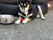Australier Shepherd Husky - Westerholt