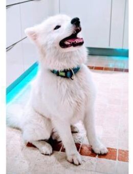 Samojedenrüde Malvin - Kierspe