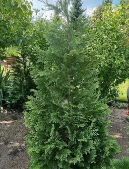 Große Lebensbäume - Berkenthin