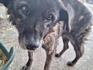 Nina - Hospizplatz gesucht - Weilheim (Oberbayern)