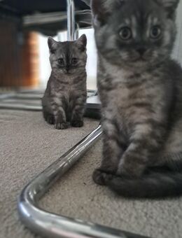 Britisch kurzhaar kitten - Bremen