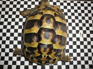 griechische Landschildkröten 2 Weibchen - Idstein