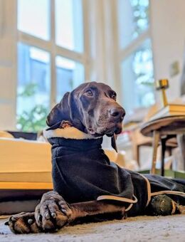 🧡Altos - in Deutschland zur Pflege - Würzburg