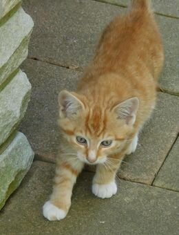 2 kleine Kitten - kleine Katzen - Kätzchen - geb. 22.06.25 - suchen ein tolles Zuhause - Kalletal