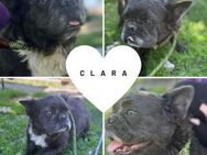 CLARA PP Fluffy Mädchen sucht Liebe - Neustadt (Rübenberge)