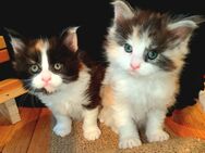2 Maine Coon Kitten weibchen (ohne Stammbaum) - Süderbrarup