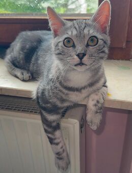 Wunderschöne Bengal x BKH Kitten (weiblich) – bereit für ein liebevolles Zuhause! - Hünstetten