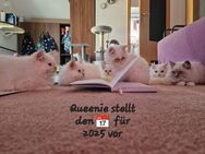 Super flauschige Perser Kitten abzugeben - Dassow