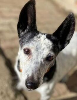 BOGAR hat ihr Herrchen verloren - Gefrees