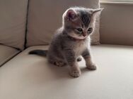 BKH Kitten Reinrassig - Hamm