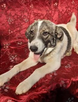 Jarina - Mönchengladbach