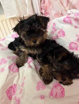 Yorkshire Terrier Welpen - Fürstenwalde (Spree)