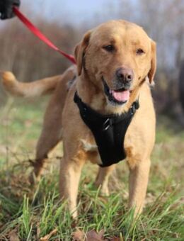 Roki 💗 lieber,verschmuster Familienhund - Hamburg