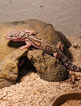 Leopardgeckos - Lampertheim