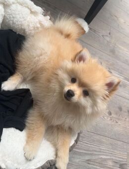 Wunderschöne Pomeranian Zwergspitz Hündin – 3 Monate jung – wegen Allergie abzugeben - Ahrensburg