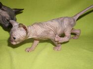 Reinrassige Cannadische Sphynx Kitten mit Stammbaum - Dortmund