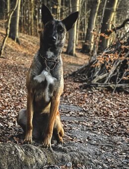 Malinois Wurfankündigung 2026 - Grimmen