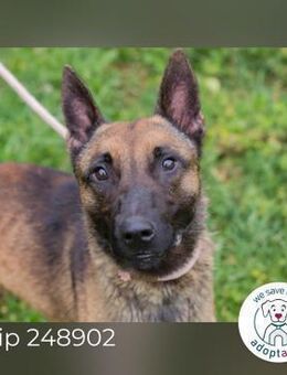 Chip 248902: Sucht ein Zuhause - Kirchzell