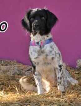 Otto stellt sich heute vor ❤️ - Essingen (Rheinland-Pfalz)