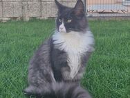 Maine Coon Junge Kater black tabby white - Eulgem