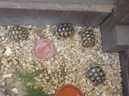 Breitrandschildkröten NZ2020 (Testudo marginata) - Butzbach (Friedrich-Ludwig-Weidig-Stadt)