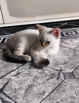 Zwei liebevolle Kätzchen abzugeben - Gelsenkirchen