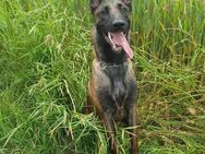 Dringend Malinois Hündin abzugeben - Lauterbach (Hessen)