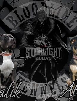 American Bully Xl - Oyten