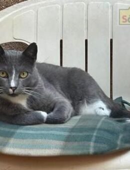 Tommy FIV-Kater sucht sein Glück - Bad Camberg