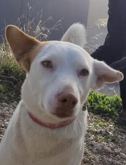 Coke; möchte ein Familien-Mitglied sein - Geilenkirchen