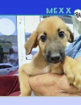 Mexx - Traumzuhause gesucht! - Alfeld (Leine)