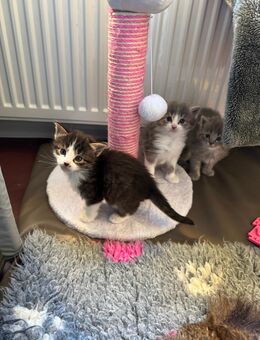 Türkisch Angora Babys mit Stammbaum - Herschbroich