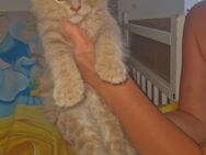Main Coon Männchen - Herne
