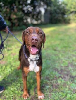 BROWN💛💛💛möchte ausgelastet werden - Herxheim (Landau)