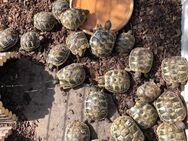 Griechische Landschildkröten Babys NZ 2023 - Erzhausen