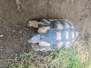 Breitrandschildkröte 7.2011. Männlich - Taufkirchen (Vils)