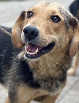 Dafne - verspielte & verschmuste Hündin - Berlin