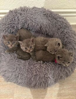Reinrassige BKH Kitten Grau abzugeben - Wuppertal
