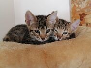 Bengal Kitten zum Verkauf - Dombühl