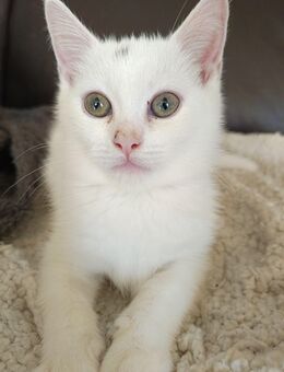 BKH Mix - Kitten sind 12 Wochen alt und sofort abgabebereit. - Köln