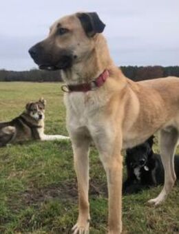 Fuchur sitzt auf gepackten Köfferchen - München