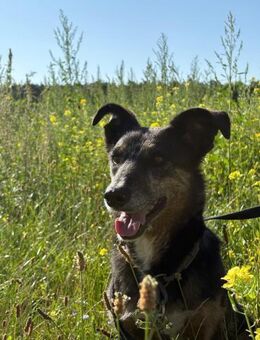 Dolly - eine sanfte Hundedame - Salzwedel (Hansestadt) Zentrum