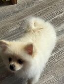 Pommeranian Zwergspitz 6 mo. Stubenrein Weibchen abzugeben in 41065