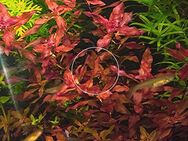 Super Red Mini Ludwigia, Wasserpflanze, Versand/ Abholung - Mechernich