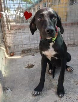 Mavis zartes Seelchen - Stein-Wingert