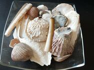 Muscheln Inkl. Glasschale - Essen