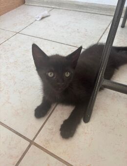 Kater ( 12 Wochen alt) - Fürth